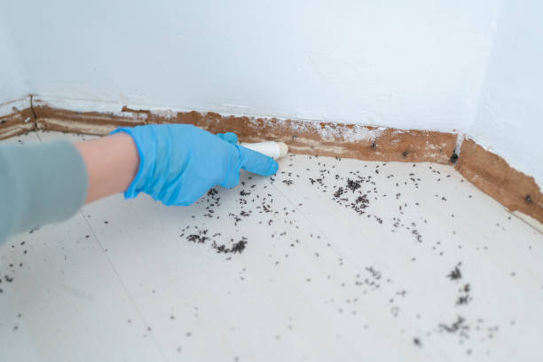 Best Wasp Removal Services  in Mount Hermon, VA